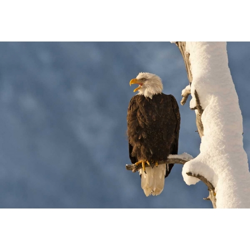 AK, Chilkat Bald eagle perched on branch
